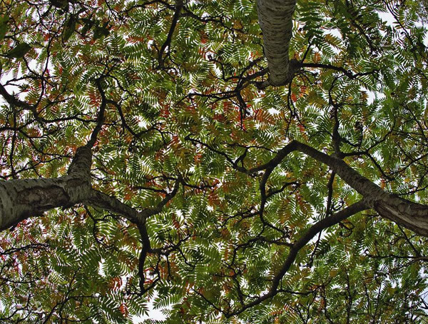 一些人会害怕农村的漆树，到底是怎么回事？