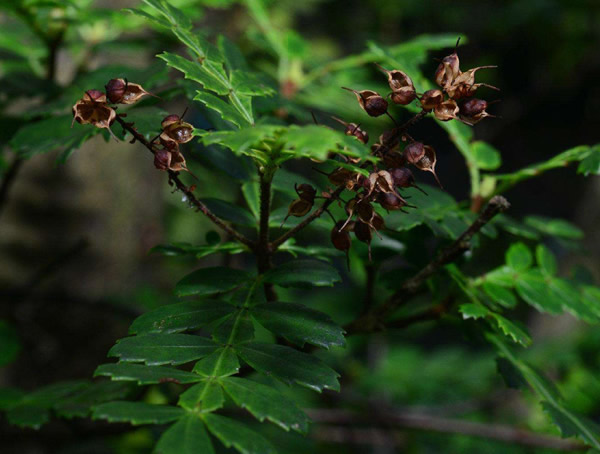 漆树的功效与作用，漆树有什么价值？