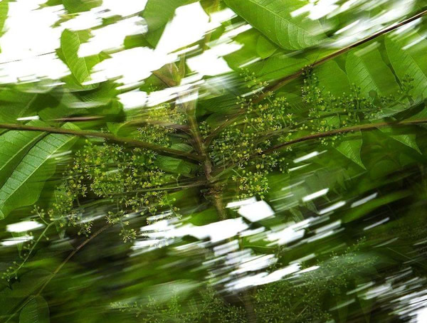 漆树品种哪种最好？有哪些漆树的优良品种？