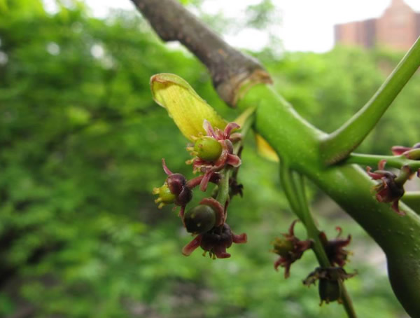 漆树怎样种植？漆树种植的自然条件有哪些？