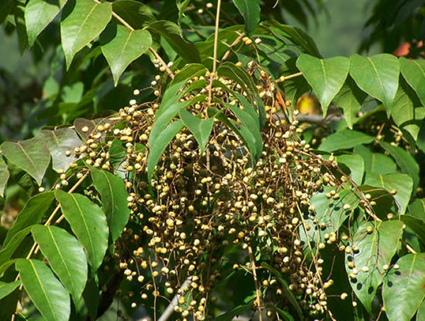 漆树的主要病害有哪些？有什么防治方法？