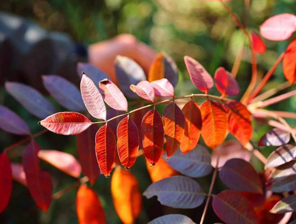 漆树有哪些主要虫害？