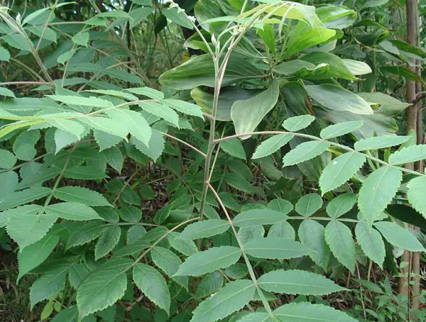 漆树产地，漆树长在秦岭南部吗？