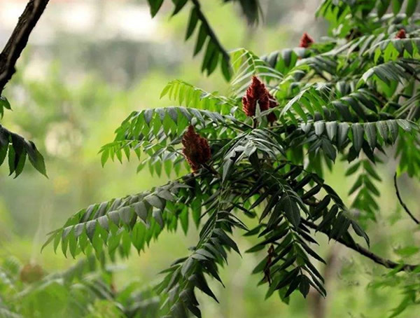 漆树种植的经济效益，漆树种植前景怎么样？