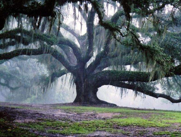 橡树价格-图片-形态特征-生长环境-分布范围-主要价值-分布范围以及植物文化