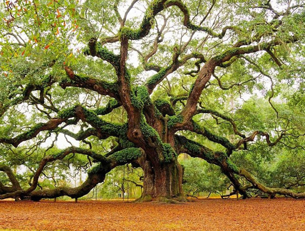 橡树有什么特点，橡树的特点是什么？