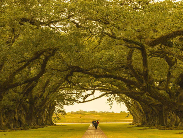 橡树的寓意是什么？橡树代表什么意义？