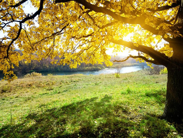 橡树什么时候栽种？橡树种植在中国北方还是南方？