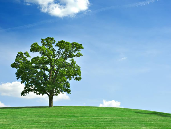 橡树产地介绍：中国哪些地方产橡树？