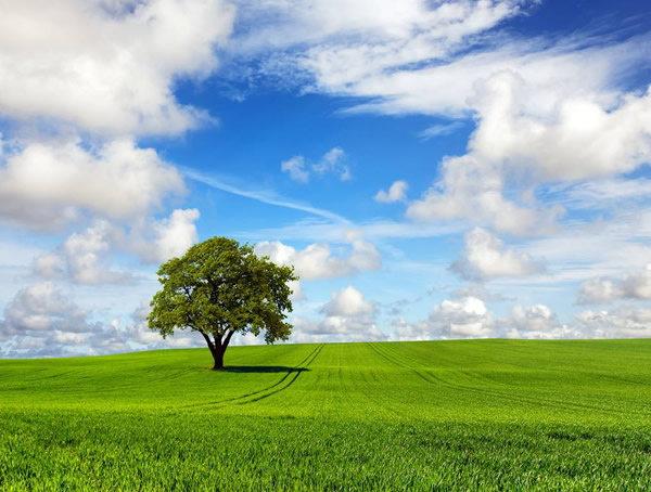 橡树冬季会落叶吗？