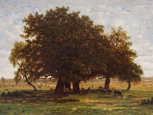 橡树是哪个国家的国树？