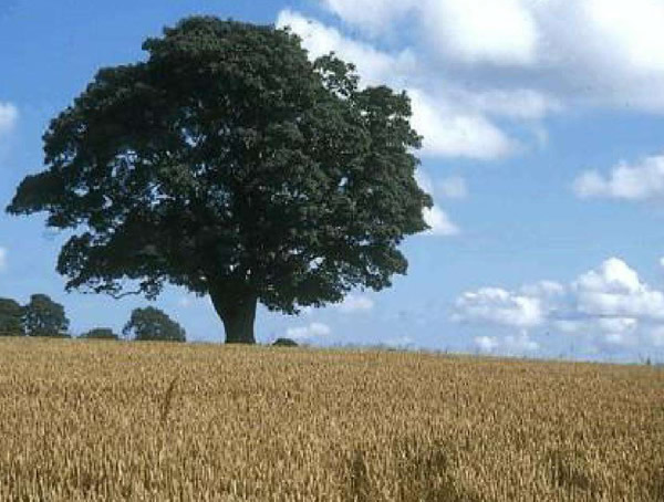 橡树有什么作用？橡树果有什么用途？