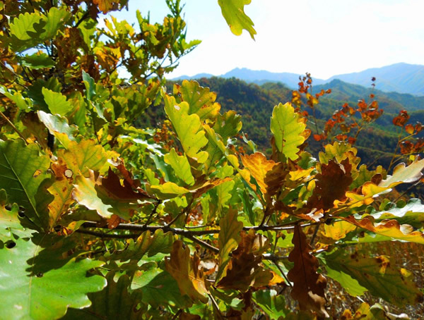 橡树图片大全，橡树叶子图片大全欣赏