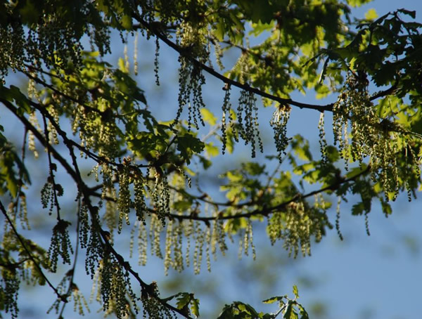 橡树花语是什么？橡树的花是什么颜色？