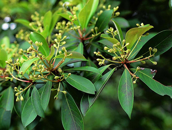 润楠价格-图片-形态特征-产地生境以及主要价值