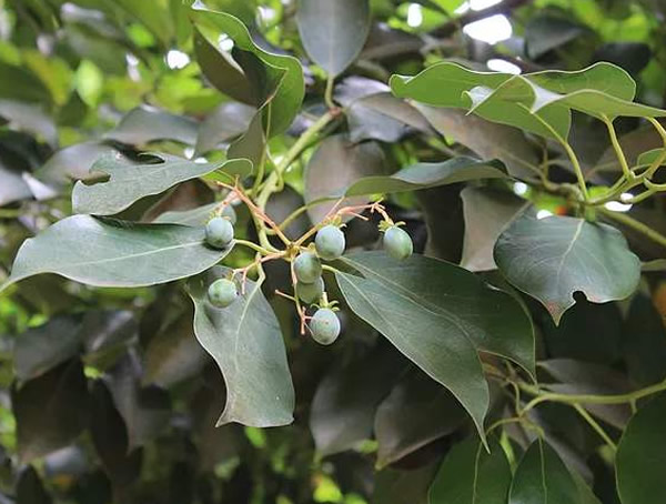 桢楠树和润楠树的区别有哪些？