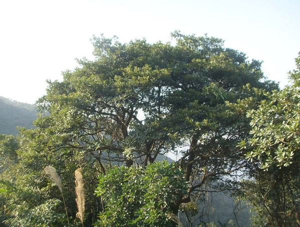 润楠属几级保护植物？