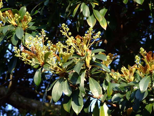 润楠树图片，润楠树图片有什么价值?