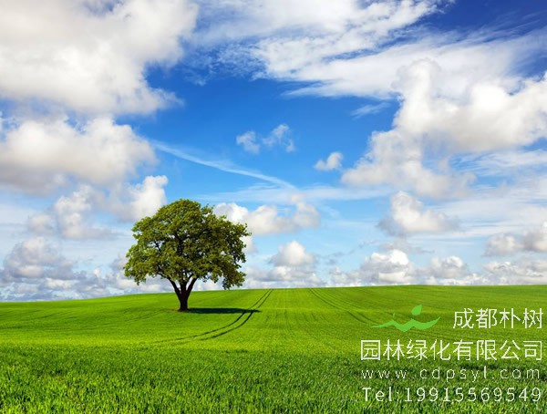 橡树冬季会落叶吗？