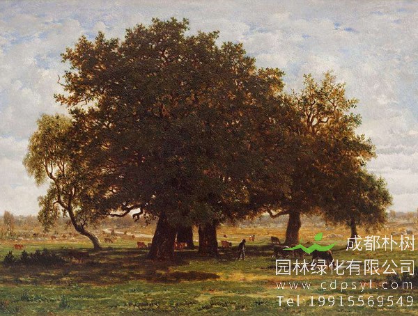 橡树图片大全，橡树叶子图片大全欣赏