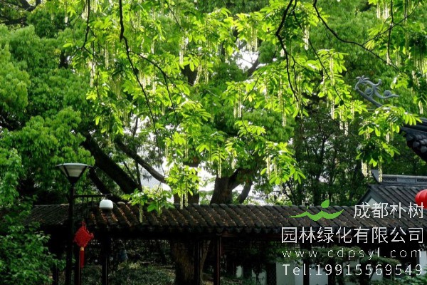 枫杨树价格-图片-形态特征-生长环境-分布范围-特点-主要价值