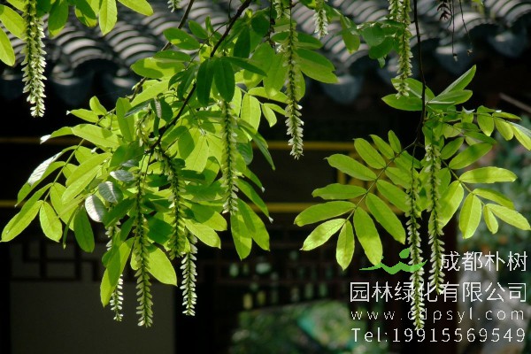 枫杨树价格-图片-形态特征-生长环境-分布范围-特点-主要价值