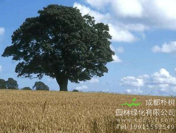 橡树有什么作用？橡树果有什么用途？