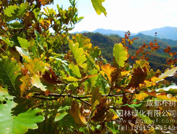 橡树图片大全，橡树叶子图片大全欣赏