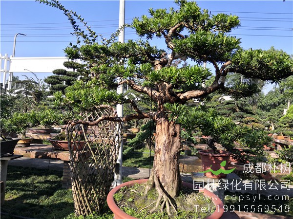 罗汉松盆景图片