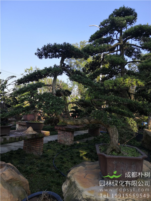 罗汉松盆景图片