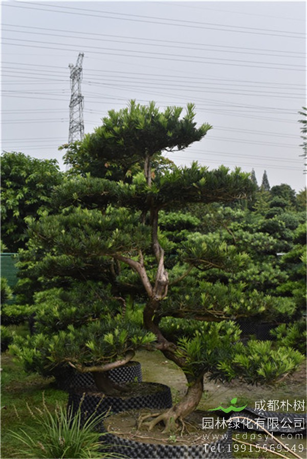 弯杆造型罗汉松图片