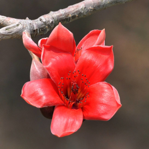 木棉价格-图片-形态特征-生长环境-分布范围-花语-主要价值