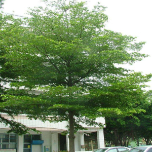 小叶榄仁价格-图片-形态特征-生长环境-分布范围-主要价值