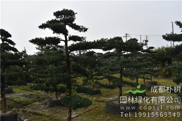 直杆造型罗汉松图片