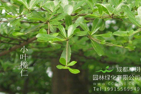 小叶榄仁价格-图片-形态特征-生长环境-分布范围-主要价值