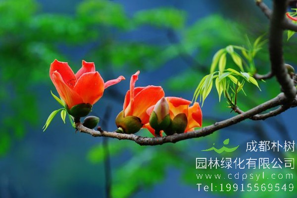 木棉价格-图片-形态特征-生长环境-分布范围-花语-主要价值