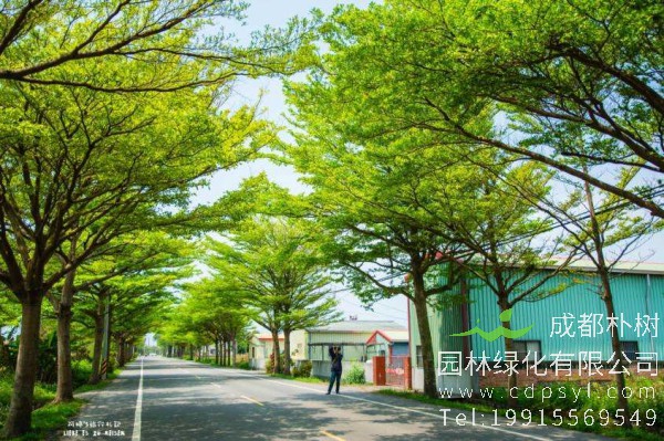 小叶榄仁价格-图片-形态特征-生长环境-分布范围-主要价值