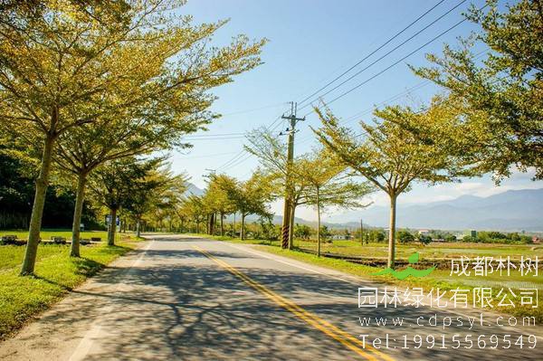 小叶榄仁价格-图片-形态特征-生长环境-分布范围-主要价值