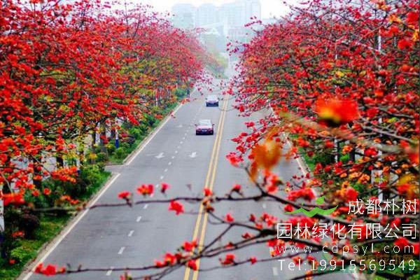 木棉价格-图片-形态特征-生长环境-分布范围-花语-主要价值