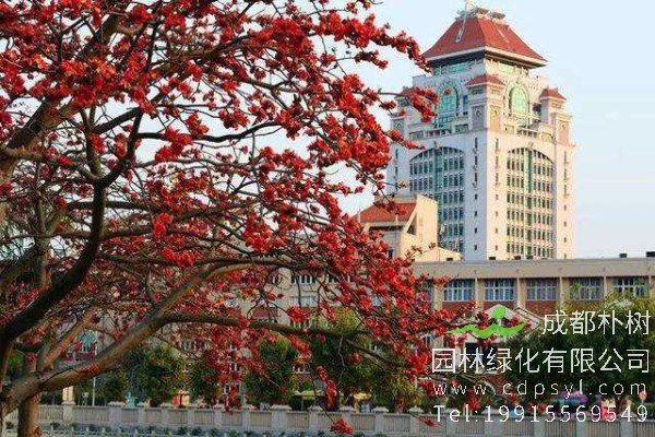 木棉价格-图片-形态特征-生长环境-分布范围-花语-主要价值