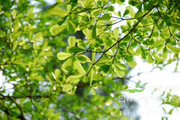 小叶榄仁价格-图片-形态特征-生长环境-分布范围-主要价值