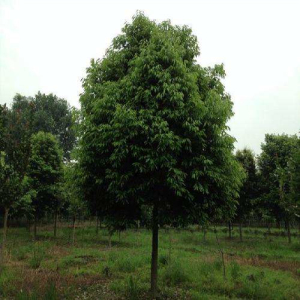 天竺桂价格-图片-形态特征-分布范围-主要价值