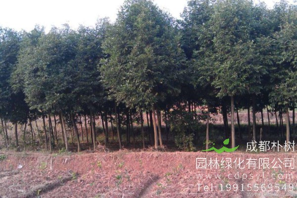 天竺桂价格-图片-形态特征-分布范围-主要价值