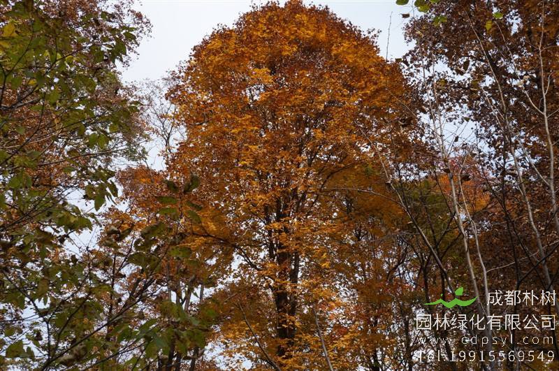 蒙古栎价格-图片-形态特征-生长习性-分布范围-主要价值