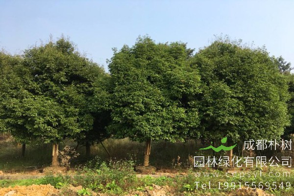 天竺桂价格-图片-形态特征-分布范围-主要价值