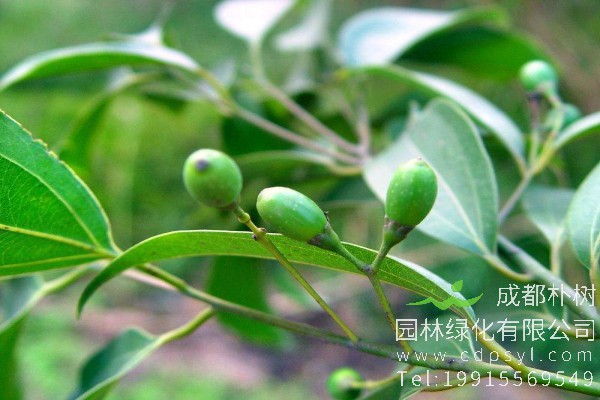 天竺桂价格-图片-形态特征-分布范围-主要价值