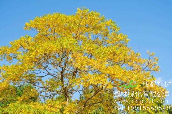 无患子价格-图片-形态特征-生长习性-分布范围-植物文化-主要价值