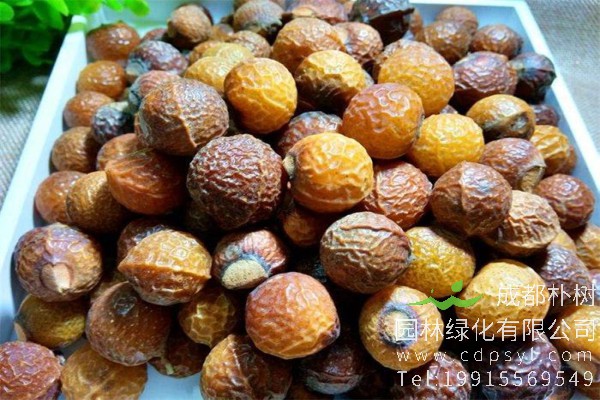 无患子价格-图片-形态特征-生长习性-分布范围-植物文化-主要价值