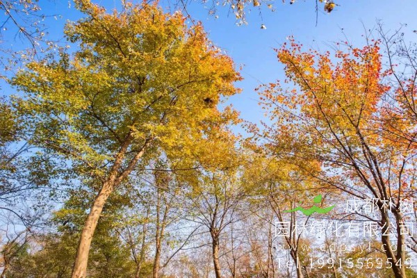 无患子价格-图片-形态特征-生长习性-分布范围-植物文化-主要价值