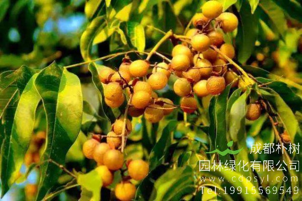 无患子价格-图片-形态特征-生长习性-分布范围-植物文化-主要价值